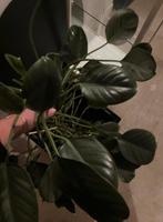 Groene plant, Huis en Inrichting, Kamerplanten, Groene kamerplant, Ophalen, Minder dan 100 cm