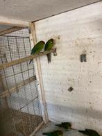 Kakarikie, Dieren en Toebehoren, Vogels | Parkieten en Papegaaien, Meerdere dieren, Parkiet