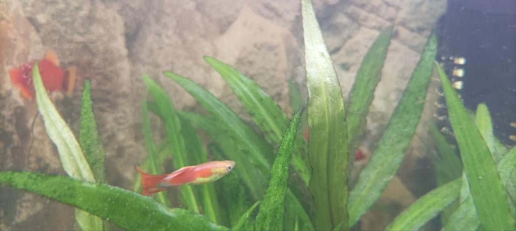 Mooie jong volwassen guppy man, Dieren en Toebehoren, Vissen | Aquariumvissen, Vis, Zoetwatervis