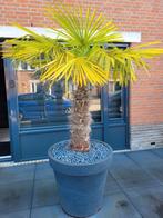 Mooie Trachycarpus fortunei palmboom, 100 tot 250 cm, Zomer, Palmboom, Ophalen