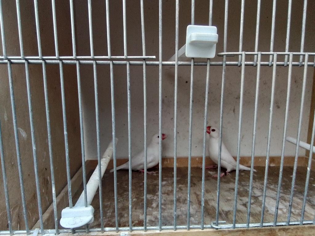 Koppel witte rijstvogels en wildkleur pop, Dieren en Toebehoren, Vogels | Overige Vogels, Meerdere dieren, Tropenvogel