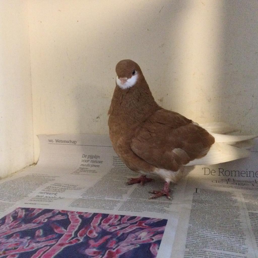 Duiven te koop, Meerdere dieren, Tuimelaar of Roller
