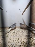 Koppel diamant duiven, Meerdere dieren, Overige soorten