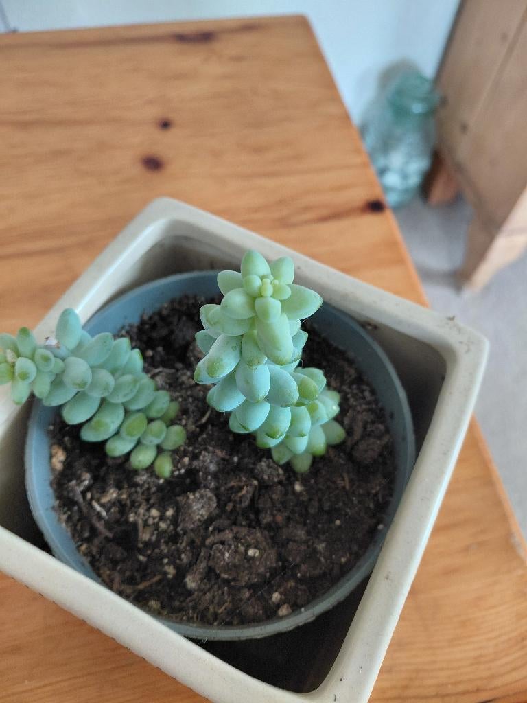 Hangplantje,  Sedum morganianum, Ophalen, Halfschaduw, Minder dan 100 cm