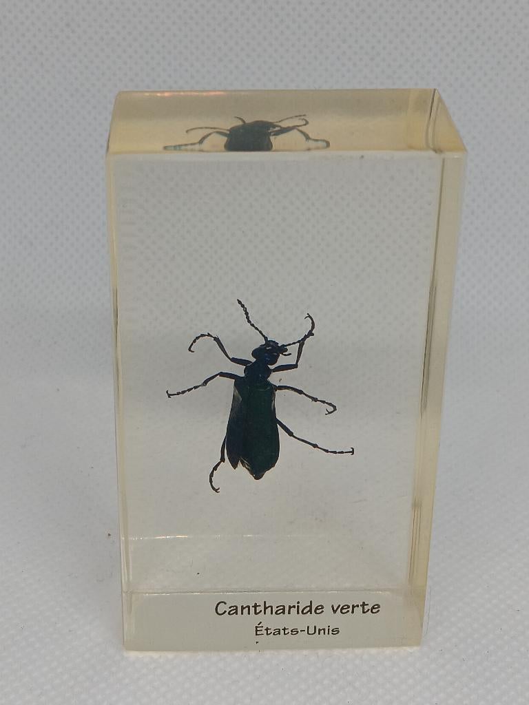 Insect / Blaarkever in de Hars, Verzamelen, Dierenverzamelingen, Ophalen of Verzenden, Gebruikt, Insect, Overige typen