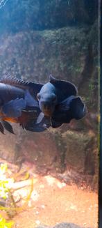 Pauwoog cichlide, Dieren en Toebehoren, Vis