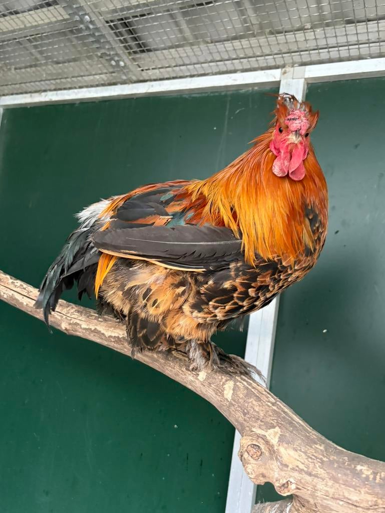 Neil, leuke haan, Dieren en Toebehoren, Pluimvee, Mannelijk, Kip