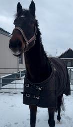 Super brave ruin, ideaal voor recreatie, Met stamboom, Ruin, M, 170 tot 175 cm