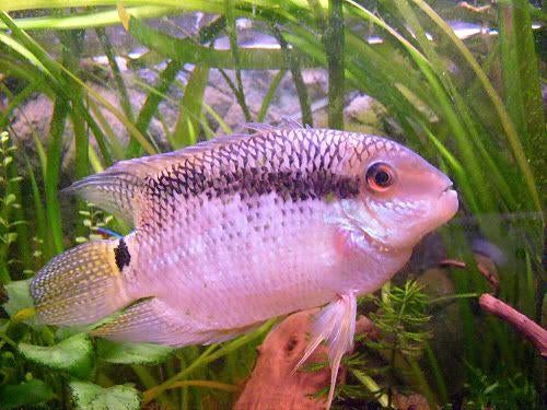 vlagcichlide 15cm te koop, Dieren en Toebehoren, Vissen | Aquariumvissen, Vis, Zoetwatervis