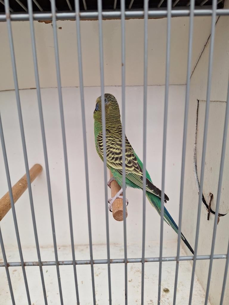 Blackface split dun fallow, Dieren en Toebehoren, Vrouwelijk, Parkiet