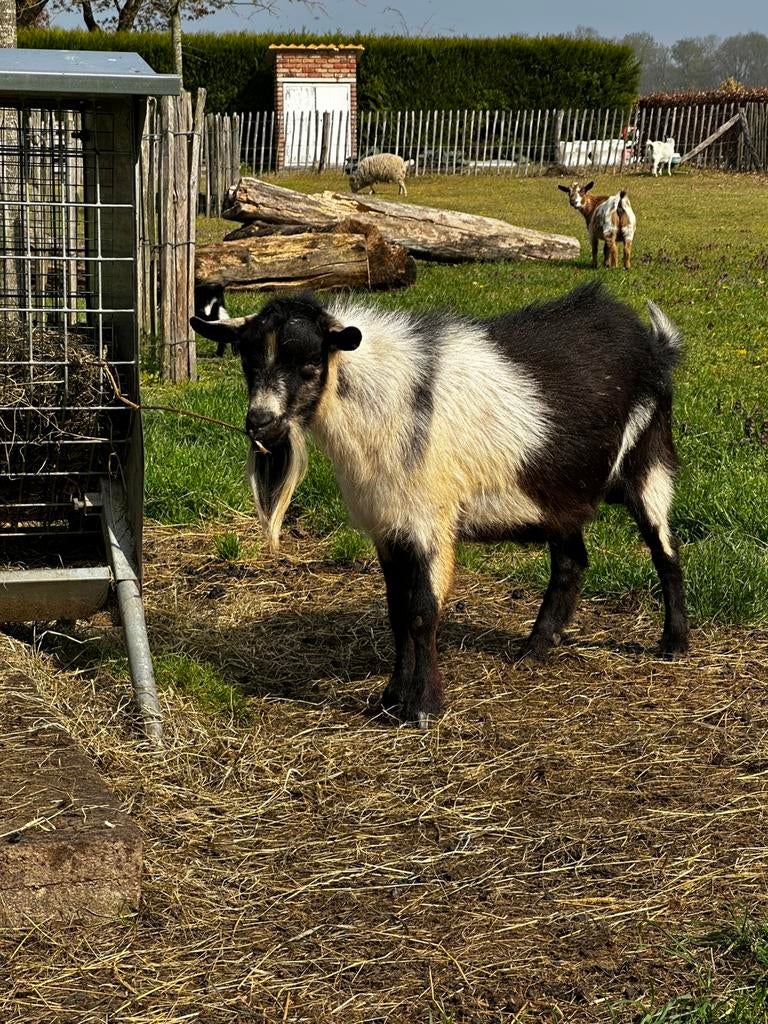 Hoornloze Geitenbok te koop/te huur, Dieren en Toebehoren, Mannelijk, Geit