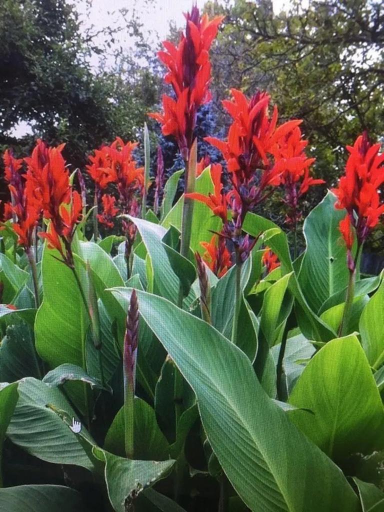 Canna (bloemriet) wortelstokken - Prachtige tropische bloeme, Ophalen, Voorjaar, Volle zon, Wortelstok