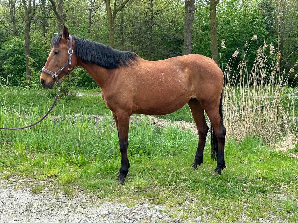 Spaanse merrie, Dieren en Toebehoren, Paarden, Merrie, Recreatiepaard