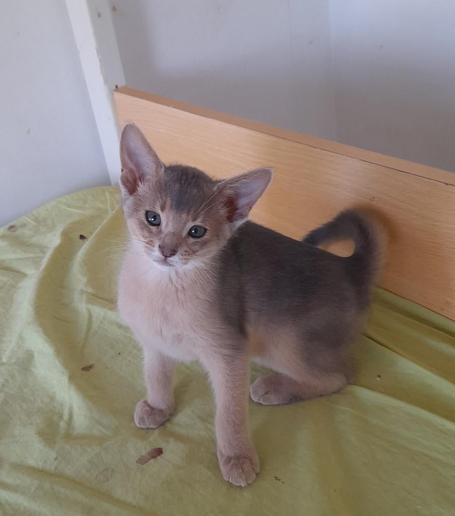 Abessijn kittens., Dieren en Toebehoren, Meerdere dieren, Met stamboom