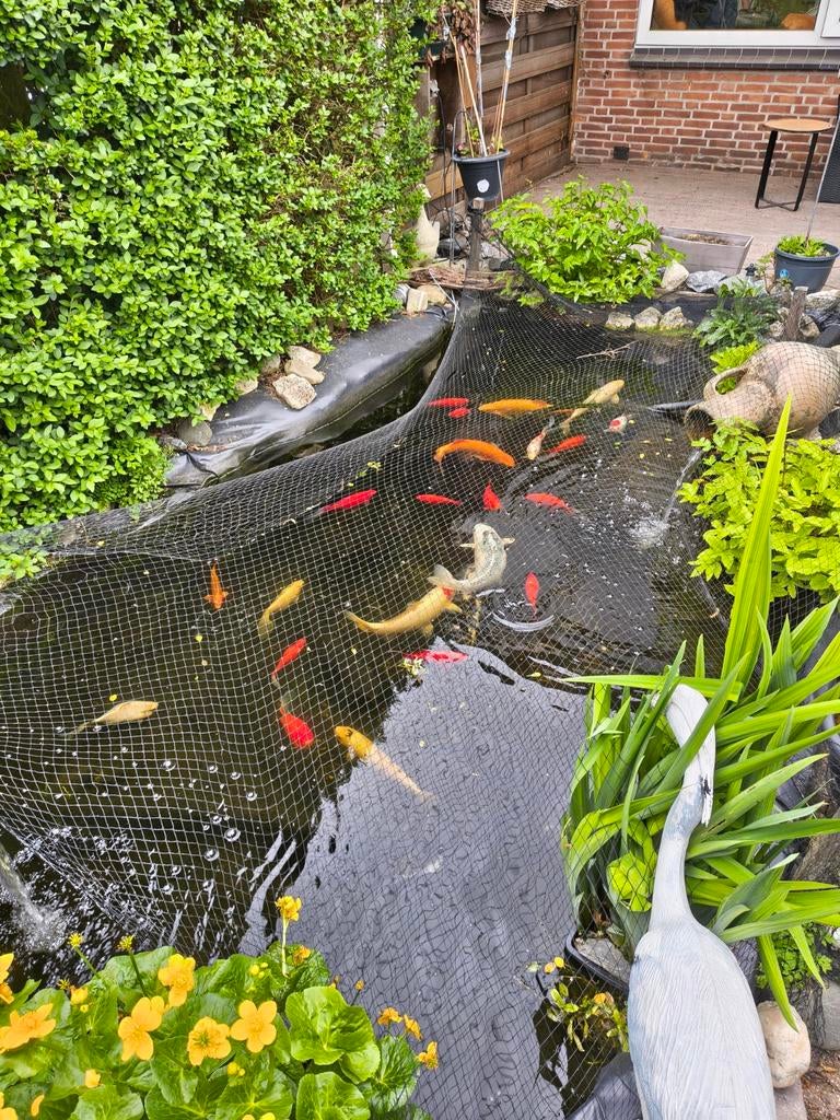 11 koi karpers, 15 goudvissen pomp en filtersysteem, Dieren en Toebehoren, Vissen | Vijvervissen, Karper of Koi