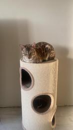 Bengaalse kat, Dieren en Toebehoren, Kater