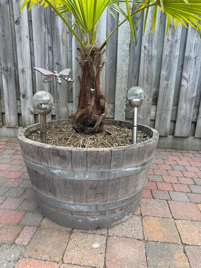 Wijnvat met palm, Rond, Ophalen of Verzenden, Zo goed als nieuw, Hout