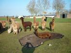 alpaca's te koop, Dieren en Toebehoren, Mei, Meerdere dieren