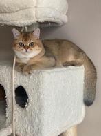 Milo - herplaatser britse korthaar kater., Kater