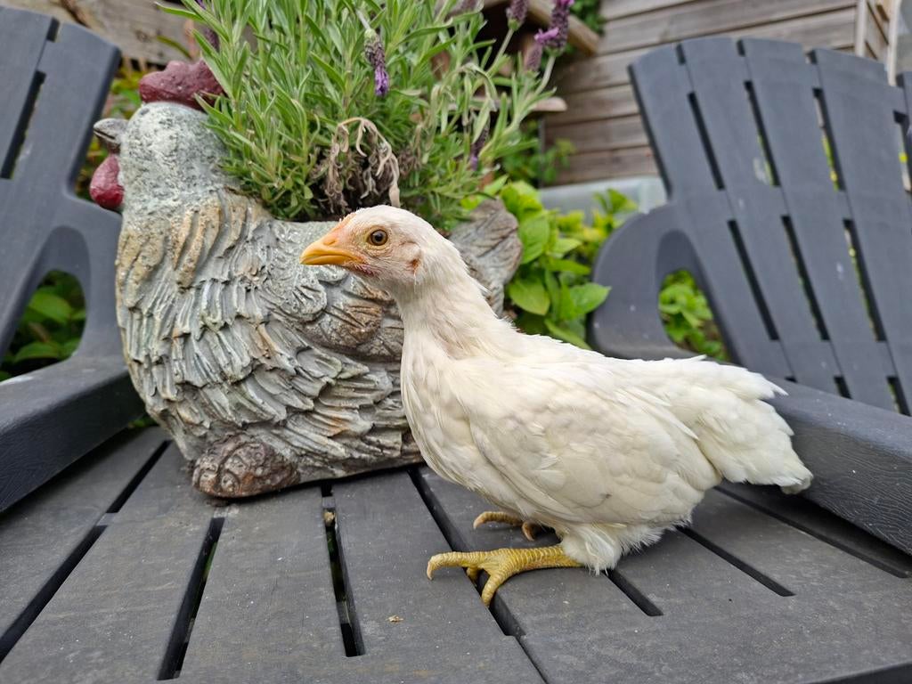 Serama hennetjes,  glad en krul, Vrouwelijk, Kip