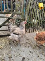 Broedeieren Brahma, Dieren en Toebehoren, Geslacht onbekend, Kip