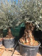 Winterharde Olijf- en Palmbomen hoge kwaliteit scherpe prijs, Tuin en Terras, Planten | Bomen, Volle zon, Ophalen of Verzenden