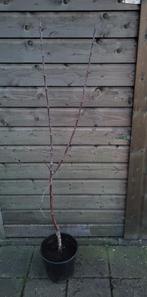 Appelboom    golden delicious, Ophalen, Lente, Volle zon, In pot