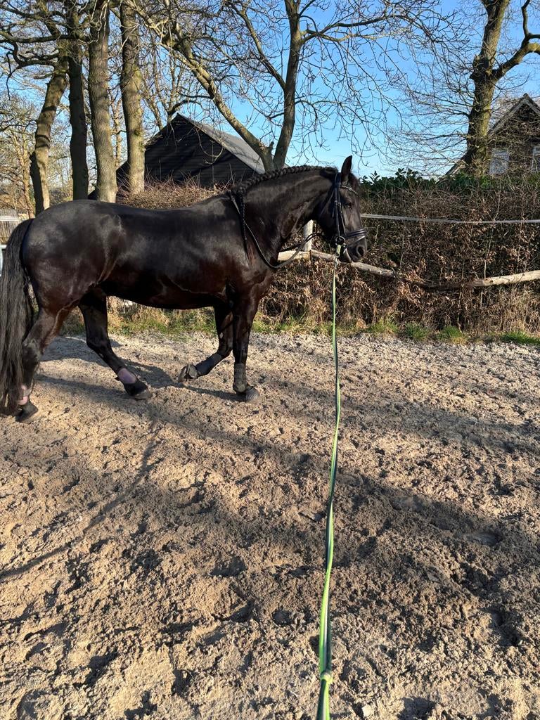 Ruiter/verzorger gezocht, Dieren en Toebehoren, Paarden en Pony's | Overige Paardenspullen, Ophalen of Verzenden, Nieuw, Dressuur