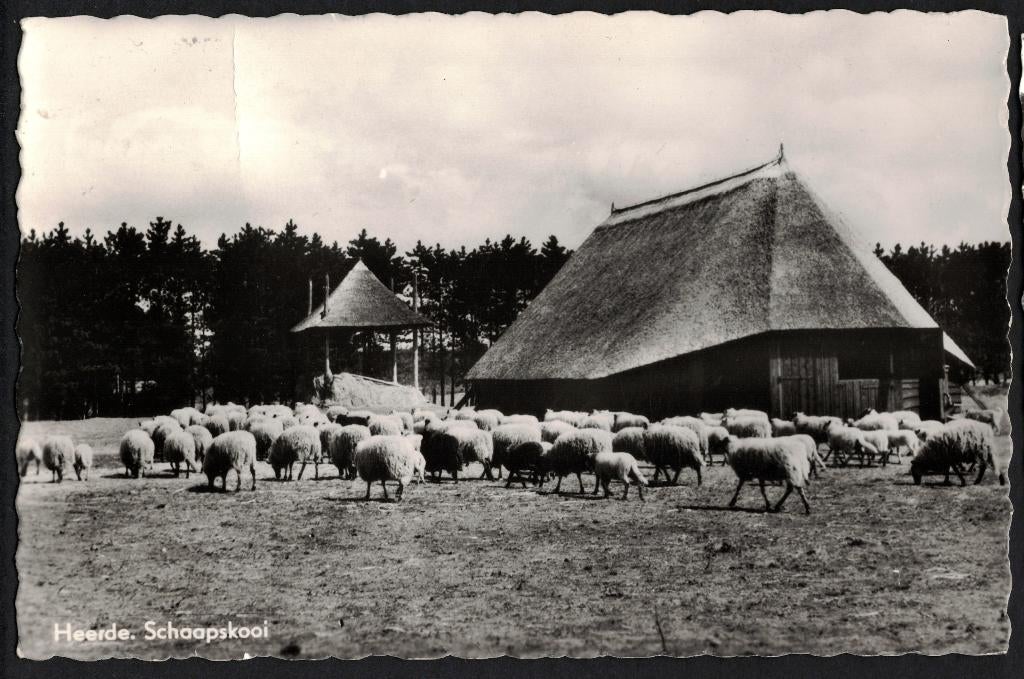Heerde, Schaapskooi, hooiberg met kap. 1962., Ophalen of Verzenden, 1960 tot 1980, Gelopen, Gelderland