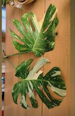 Monstera Thai constellation kopstek, Huis en Inrichting, Kamerplanten, Ophalen, Halfschaduw, Minder dan 100 cm