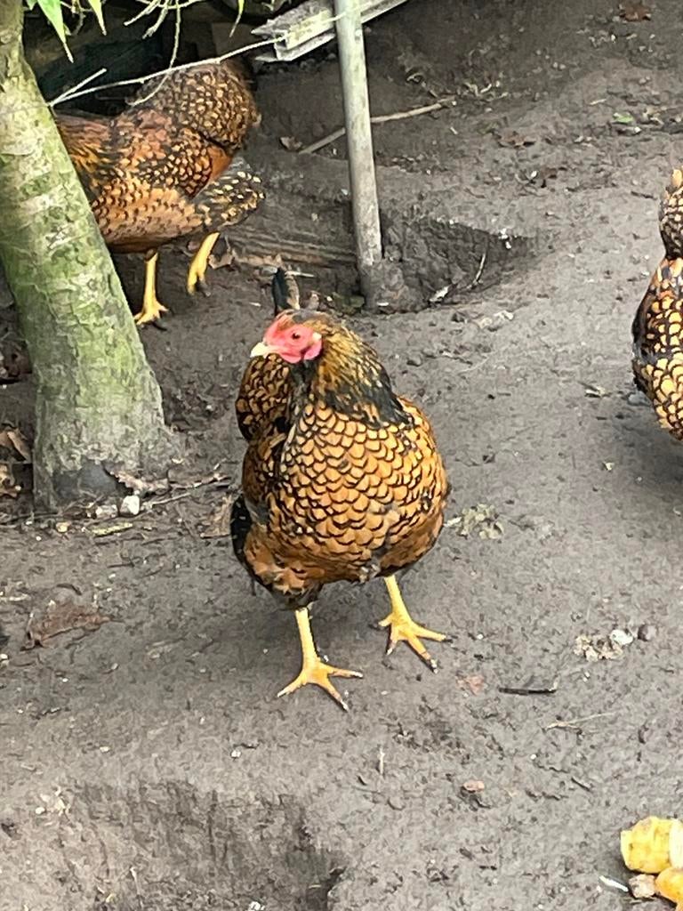 Te koop: Wyandotte krielkip eieren 1,50 per stuk, Dieren en Toebehoren, Pluimvee, Vrouwelijk, Kip