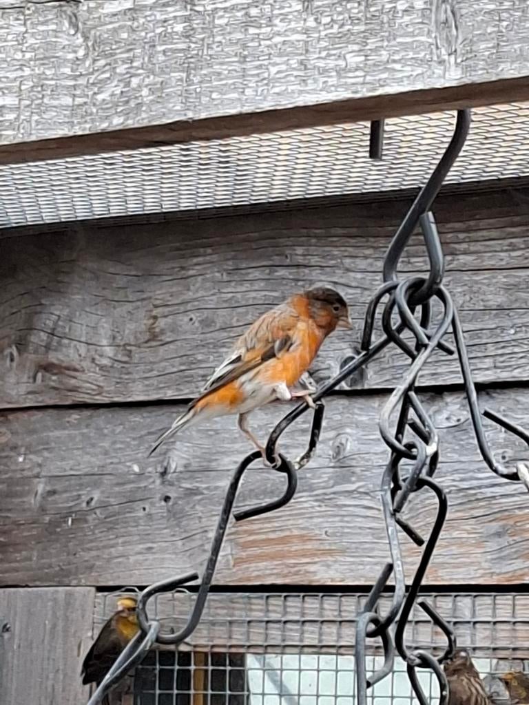 Raza kanarie kruising kapoetsensijs man, Dieren en Toebehoren, Vogels | Kanaries, Mannelijk, Kleurkanarie