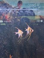 5x Altum Orinoco, Vis