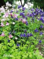 Vaste tuinplanten en struiken, Ophalen, Vaste plant, Overige soorten, Halfschaduw