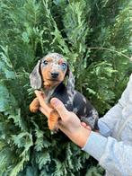 Dwergteckel pups, 8 tot 15 weken, Parvo, Meerdere, Meerdere dieren