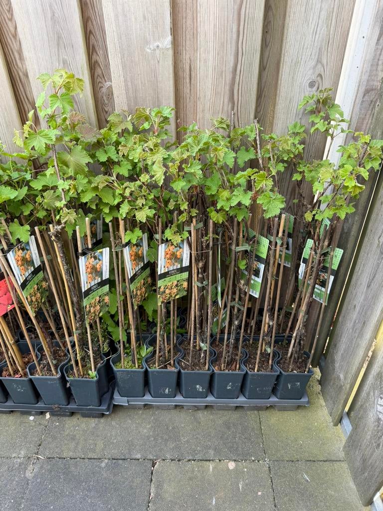 Witte bes, Ophalen, Minder dan 100 cm, Overige soorten, Zomer