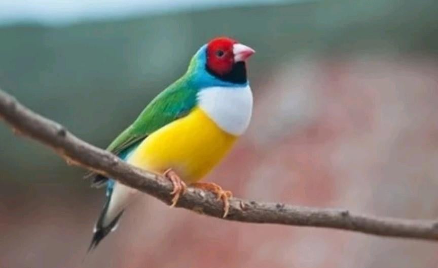 Gezocht, gouldamadine pop., Dieren en Toebehoren, Vogels | Overige Vogels, Vrouwelijk