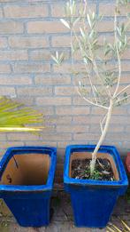 Grote blauwe hoge potten, 1 met olijf. Hoog 47 cm, Tuin en Terras, Bloempotten, Overige materialen, Zo goed als nieuw, 40 tot 70 cm