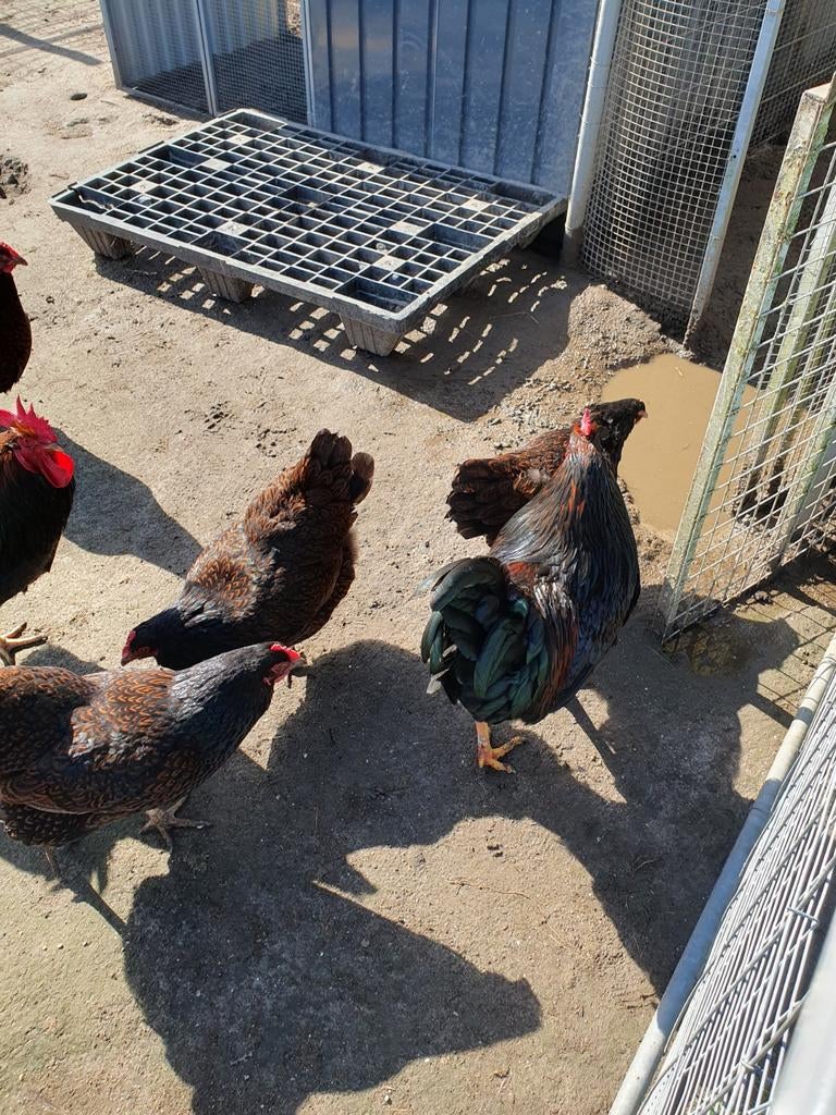 Te koop dubbel gezoomde barnevelders, Dieren en Toebehoren, Pluimvee, Meerdere dieren, Kip