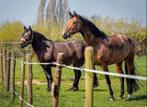 Verzorgers/bijrijders gezocht in Ameide 🐴, Dieren en Toebehoren, Ophalen, Nieuw, Overige soorten