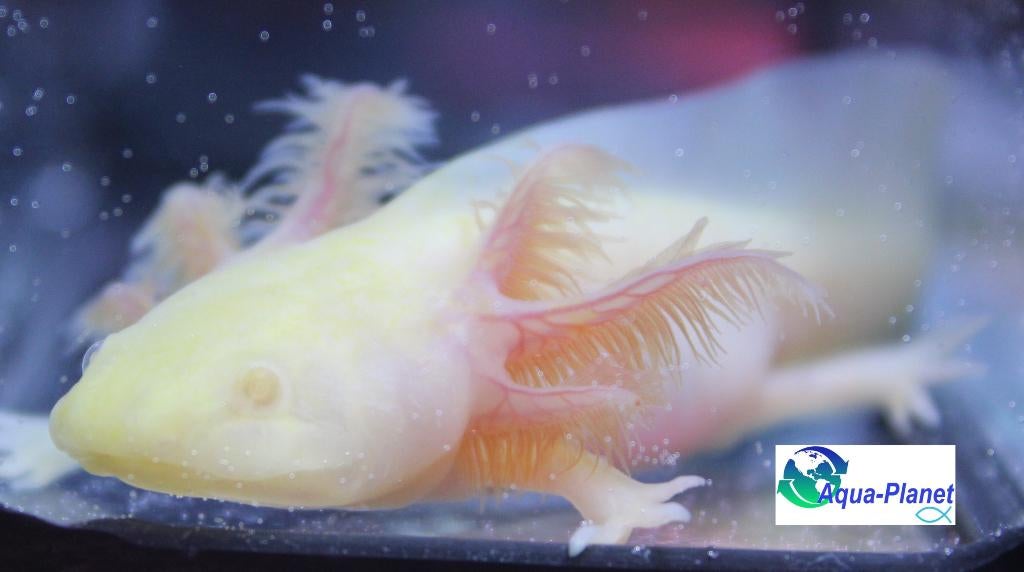 Axolotl - Ghost Albino "Baby", Dieren en Toebehoren, Amfibie, Tam, 0 tot 2 jaar