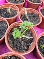 Binnenkort stekjes beschikbaar van verschillende groente, Ophalen, Nieuw