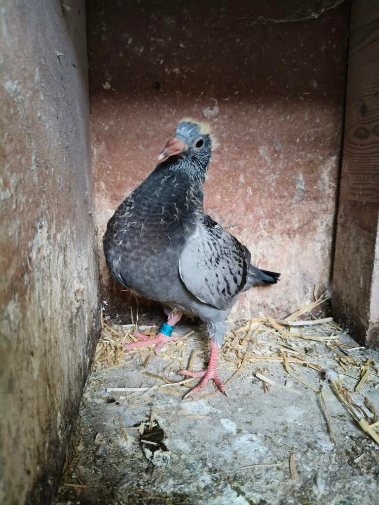 Te koop jonge duif voor de zlu of overnachtfond, Meerdere dieren, Postduif