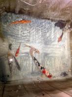 (Koi)karpers, Karper of Koi