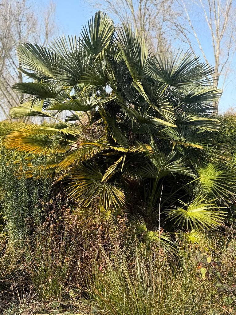 Grote partij tuinplanten & tegels - zelf uitspitten, Tuin en Terras, Planten | Tuinplanten, Ophalen, Vaste plant, Overige soorten