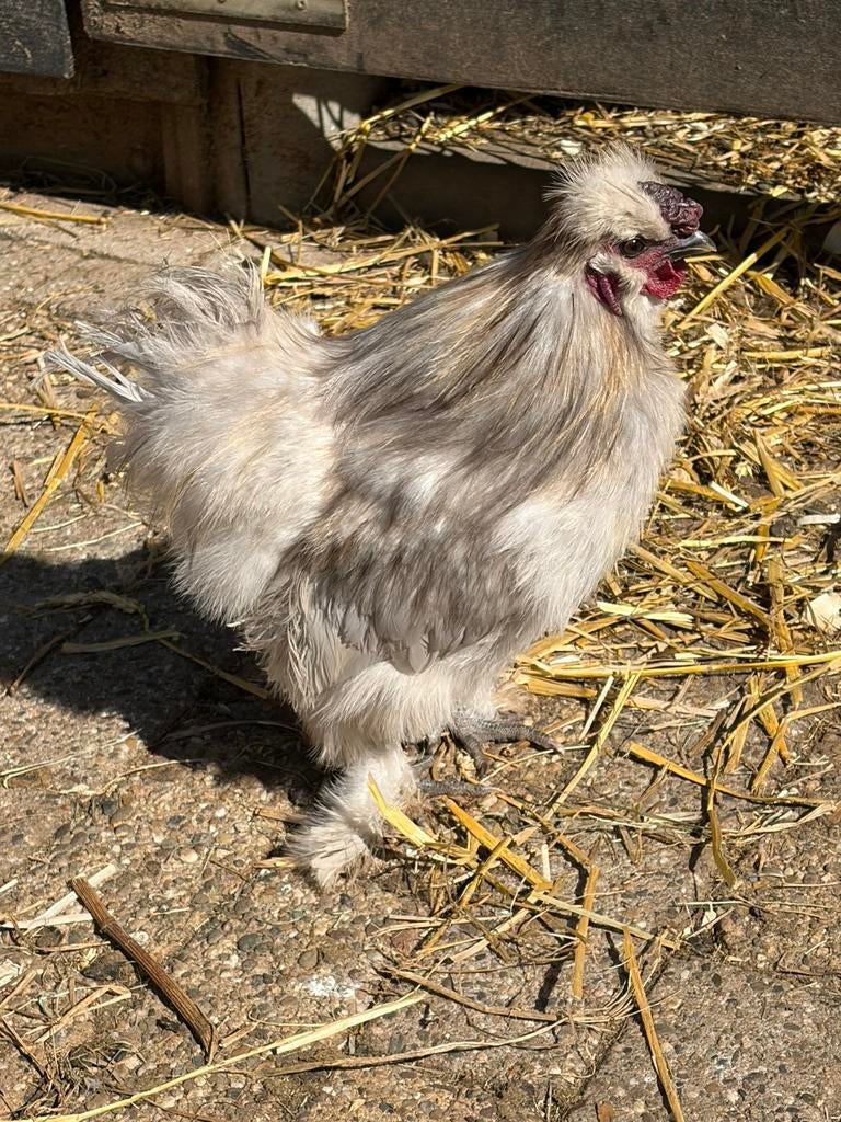 Zijdehoender haan, Mannelijk, Kip