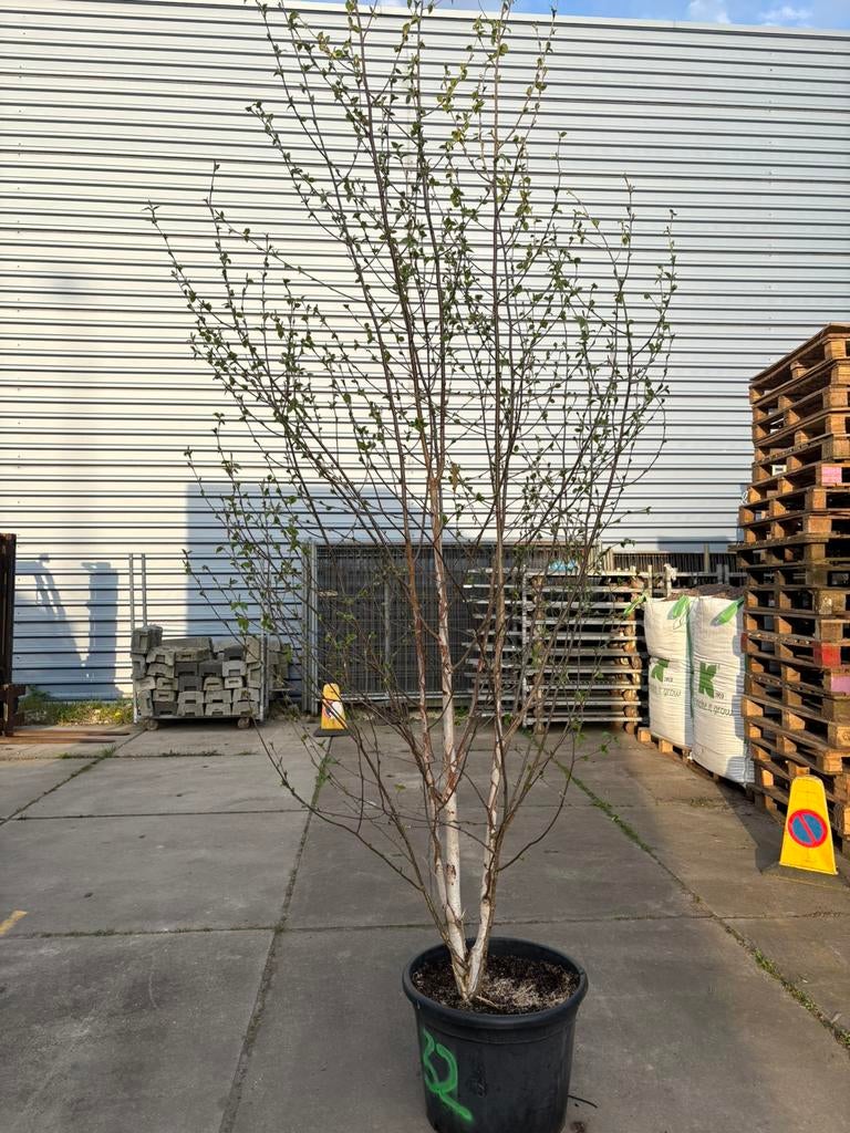 Meerstemmige witte papier berk, Tuin en Terras, Planten | Bomen, Bloeit niet, Halfschaduw, Overige soorten, Ophalen