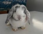 Lief tam Rammetje konijn nhd (nederlands hangoor dwerg), Dieren en Toebehoren, Konijnen, Mannelijk, Dwerg, Hangoor, 0 tot 2 jaar