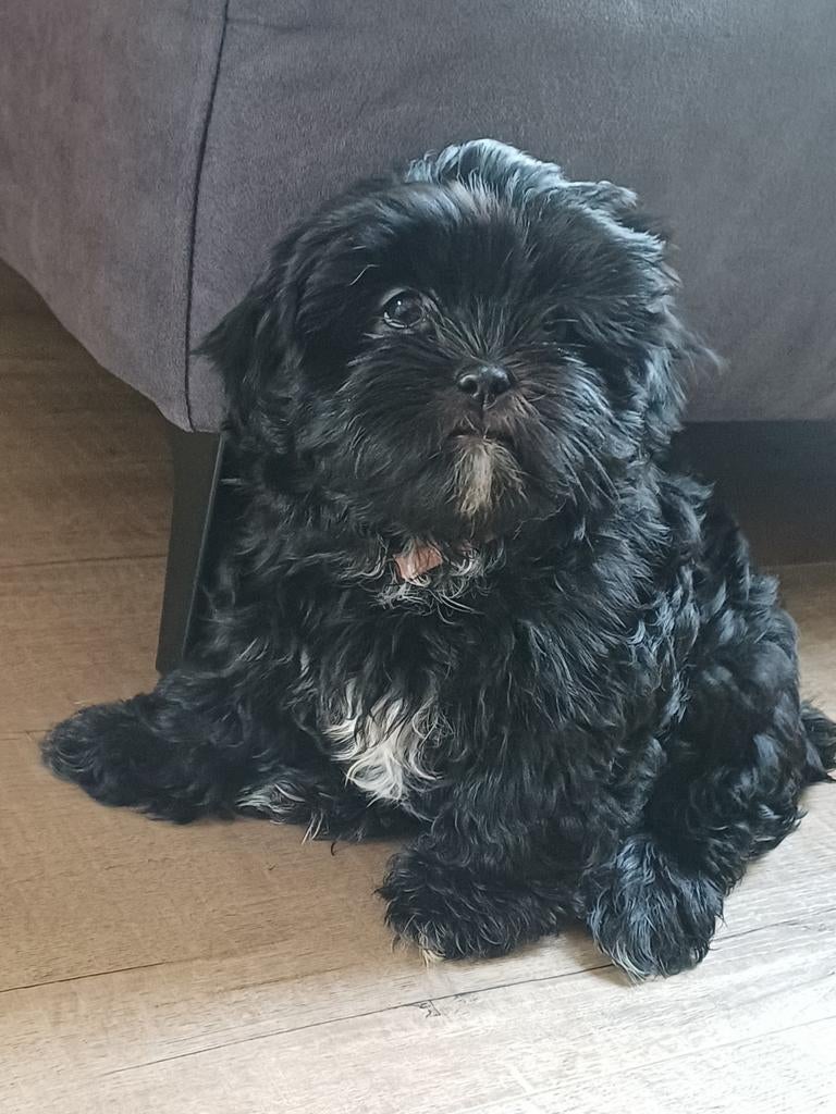 2 lieve boomer pups zoeken een 5 sterren huisje, Overige rassen, 8 tot 15 weken, Meerdere, Meerdere dieren