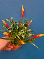 Vriesea 'Shannon' p12